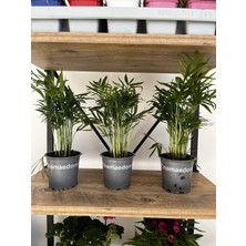 ERG Peyzaj Dağ Palmiyesi