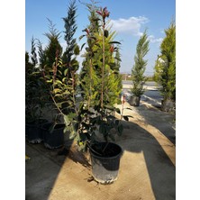 ERG Peyzaj Alev Çalısı - Photinia × Fraseri 'red Robin'