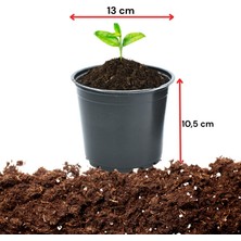 Polatoğlu Tarım 50 Adet 13 Lük Vakum Saksı, Üretim Saksısı, Siyah Saksı