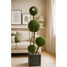 140 cm Yapay Şimşir Ağacı 4 Gövdeli Ahşap Saksılı Doğal