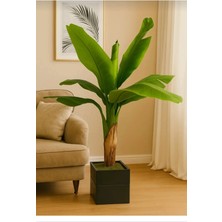 Yapay Muz Ağacı Gerçek Görünüm Iç Mekan 130 cm Doğal Ahşap Saksılı