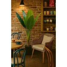 Cafe Için Yapay Muz Ağacı Gerçek Görünüm 130 cm Doğal Ahşap Saksılı