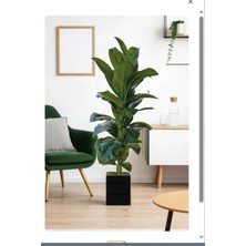 160 cm Dekoratif Yapay Ağaç – Geniş Yapraklı Ahşap Saksılı Şık Görünüm ile Evinize Doğallık Katın