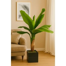 Muz Ağacı Gerçek Yaprak Görünüm Yapay Ağaç 130 cm Doğal Ahşap Saksılı