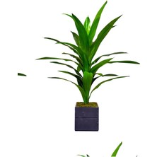 Yapay Masengena Ağacı 130 cm Doğal Ahşap Saksılı