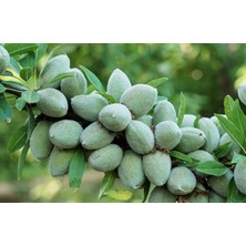 Bitkifidan 6 Yaş Texas Badem Fidanı