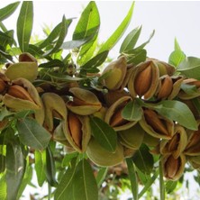 Bitkifidan 6 Yaş Ferragnes Badem Fidanı