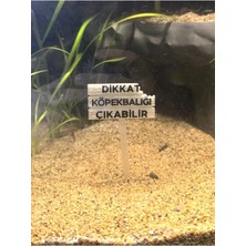 Yeşil Fosforlu Köpek Balığı Çıkabilir Tabela Akvaryum Dekoru