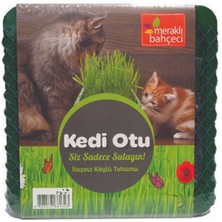 Meraklı Bahçeci 2 Adet Eden Zirai Kedi Otu Yetiştirme Seti