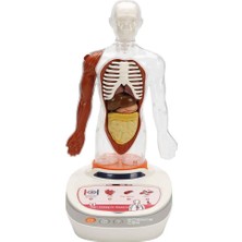 NessiWorld S00005280 Bilim Set Insan Vücudu Modeli 23PRÇ