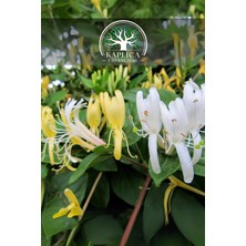 Kaplıca Fidancılık Tüplü Yoğun Kokulu Hanımeli Fidanı