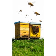 Api 10 Arılar Için Oğul Yönlendirme Çekme Jeli - Swarm Lure Jel 16'lı