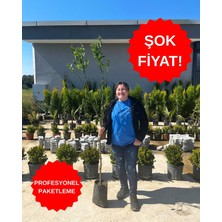 ERG Peyzaj Washıngton Limon