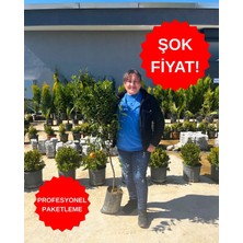 ERG Peyzaj Bodrum Mandalinası