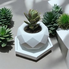 Genel Sukukent Canlı Çiçek - (Saksı ve Tabağı Dahil)