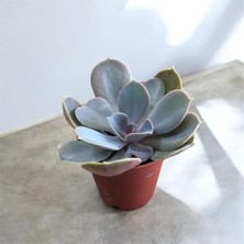 Genel Sukulent Çiçeği