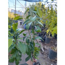 Tropikal Antalya Black Sapote Çikolata Meyvesi Fidanı, Torbada