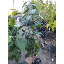Magarsus Tüplü Nadir Çikolata Meyvesi Black Sapote Ağacı FIDANI(80-150 Cm)