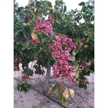 Fidanlıdan Ucb1 Üzerine Aşılı Antep Fıstığı Tekin Çeşidi 50 80 cm 6 Adet ( 5 Dişi 1 Erkek)