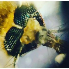 Foldscope Cep Mikroskobu Kaşif Seti