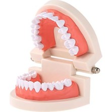 Nacario Hanying Diş Modeli Diş Çocuk Diş Öğretim Modeli Yetişkin Diş Diş Etleri Okuyan Çocuklar Için Standart Gösteri Aracı