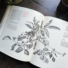 Nacario The New Sylva: A Discourse Of Forest And Orchard Trees For The Twenty-First Century