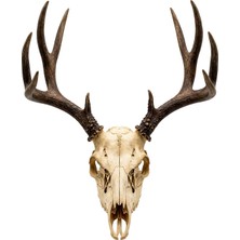 Fibrika Store Artemis Rustik Geyik Kafatası ve Büyük Boynuz Duvar Dekoru