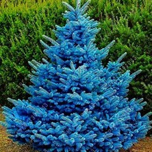 Braventa Collection Bilgarden Mavi Ladin Tohumu (20 Tohum)