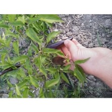 Braventa Collection Portakal Çiçeği Yukarı Bakan Tatlı Siyah Biber Tohumu (15 Adet)