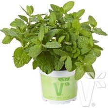 Braventa Collection Geniş Yapraklı Hızlı Gelişen Garden Mint Bahçe Nanesi Fidesi (2 Adet)