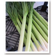 Braventa Collection Agrodal Tarım Yerli Doğal Pırasa Inegöl 1000 Adet Tohum