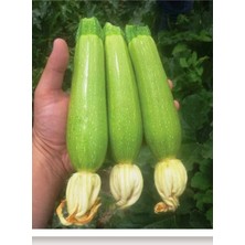 Braventa Collection Agrodal Tarım Ata Tohumu Yerli Kabak Tohumu 20 Adet Tohum