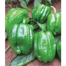 Braventa Collection Agrodal Tarım Ata Tohumu Yöresel Dolma Biber Antep 100 Adet Tohum