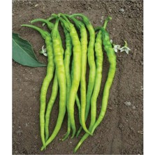 Braventa Collection Agrodal Tarım Ata Tohumu Yerli Sivri Biber Acı Kıl 100 Adet Tohum