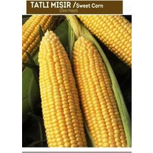 Braventa Collection Agrodal Tarım Hibrit Tatlı Mısır (Bardakta Mısır) Fulya-F1 50 Adet Tohum