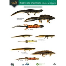 Braventa Collection Sürüngenler ve Ingiltere ve Irlanda (Ara Sıra Yayınları) Ait Amfibi Rehberi