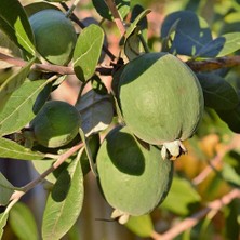 Braventa Collection E-Fidancim Tüplü Kaymak Ağacı Feijoa Fidanı