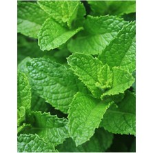 Braventa Collection Agrodal Tarım Ata Tohumu Yerli Anadolu Nanesi 0.1 Gram Tohum