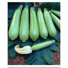 Braventa Collection Agrodal Tarım Hibrit Kabak Tohumu -F1 10 Adet Tohum