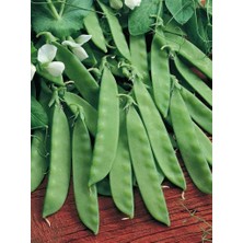 Braventa Collection Erdem Garden Doğal Yaprak Bezelye Tohumu 50 Ad. Tohum