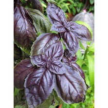 Braventa Collection Erdem Garden Doğal Fesleğen Mor Reyhan 1000 Ad. Tohum