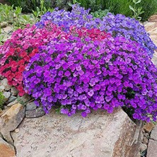 Braventa Collection Onlinebahçem Miracle Rock Cress Aubrieta Karışık Renkli Obrizya Çiçeği Tohumu (100 Tohum)