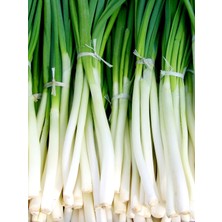 Braventa Collection Erdem Garden Yerli Yeşil Soğan Tohumu Zümrüt 100 Ad. Tohum