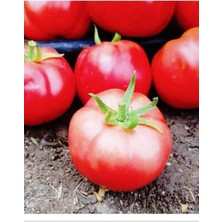 Braventa Collection Agrodal Tarım Ata Tohumu Yerli Pembe Domates Samira 100 Adet Tohum