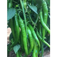 Braventa Collection Erdem Garden Doğal Sivri Demre Biberi 100 Ad. Tohum