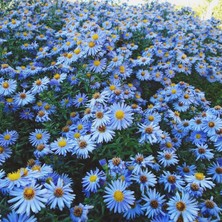 Braventa Collection Onlinebahçem Saksılık Gök Mavisi Aster Çiçeği TOHUMU(100 Tohum)