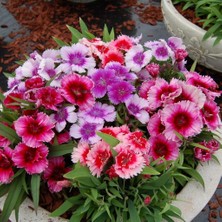 Braventa Collection Mutlu Paket Karışık Renkli Bodur Çin Karanfil Çiçeği Tohumu (450 Tohum)