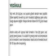 Braventa Collection Agrodal Tarım Ata Tohumu Marul Yedıkule 1000 Adet Tohum