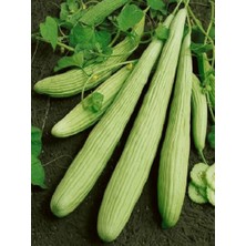 Braventa Collection Erdem Garden Doğal Antep Acuru 100 Ad. Tohum