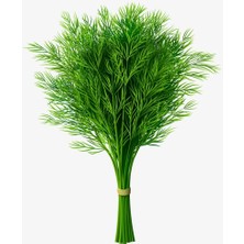 Braventa Collection Erdem Garden Doğal Dereotu Tohumu 1000 Ad. Tohum